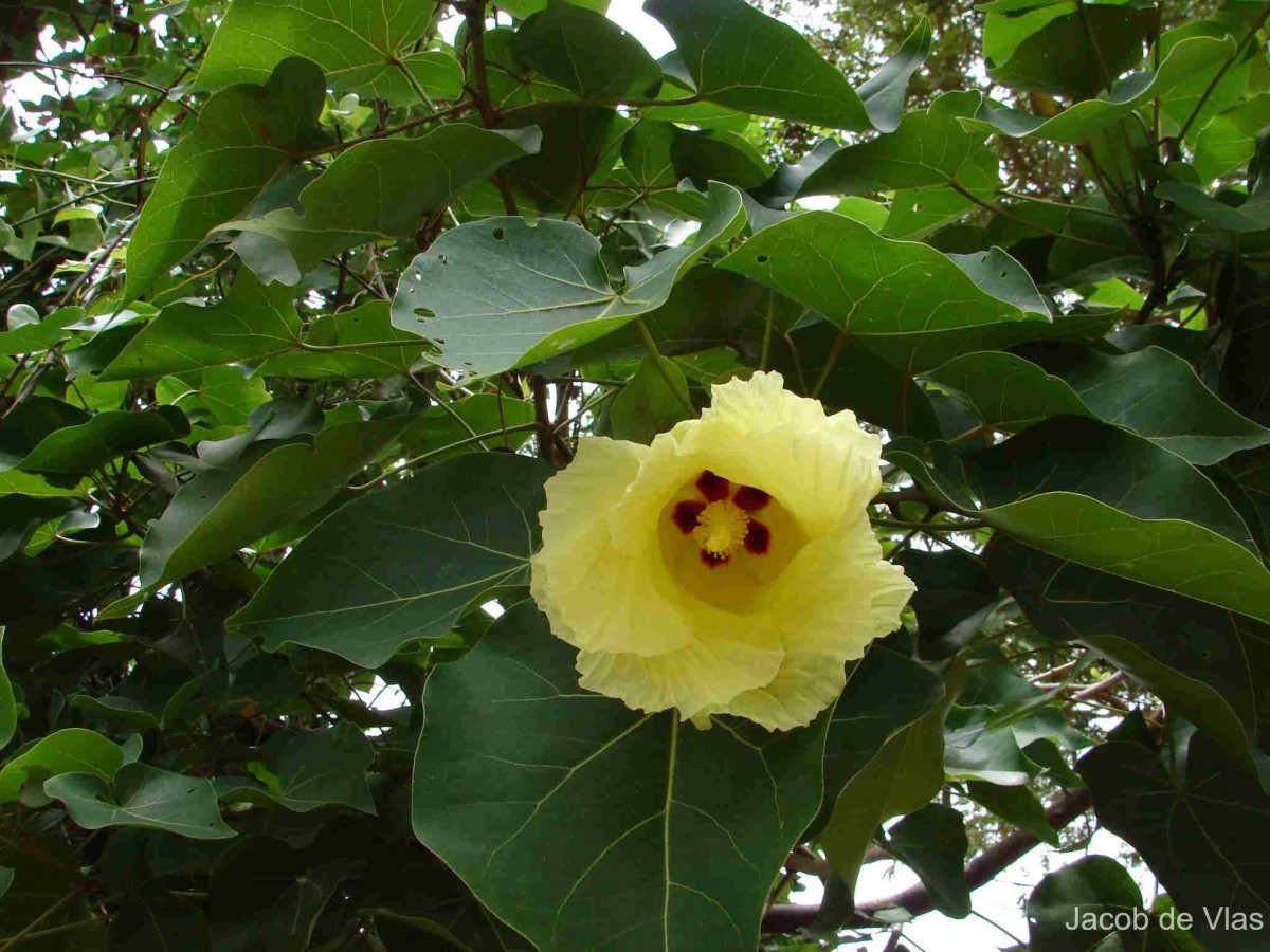 Thespesia populnea (L.) Sol. ex Corrêa